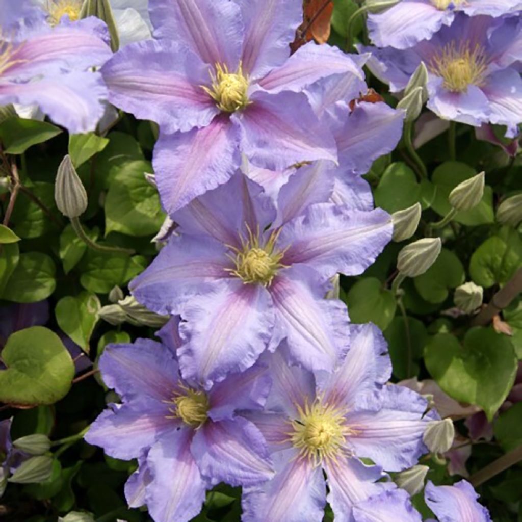 Clematis Spotlight