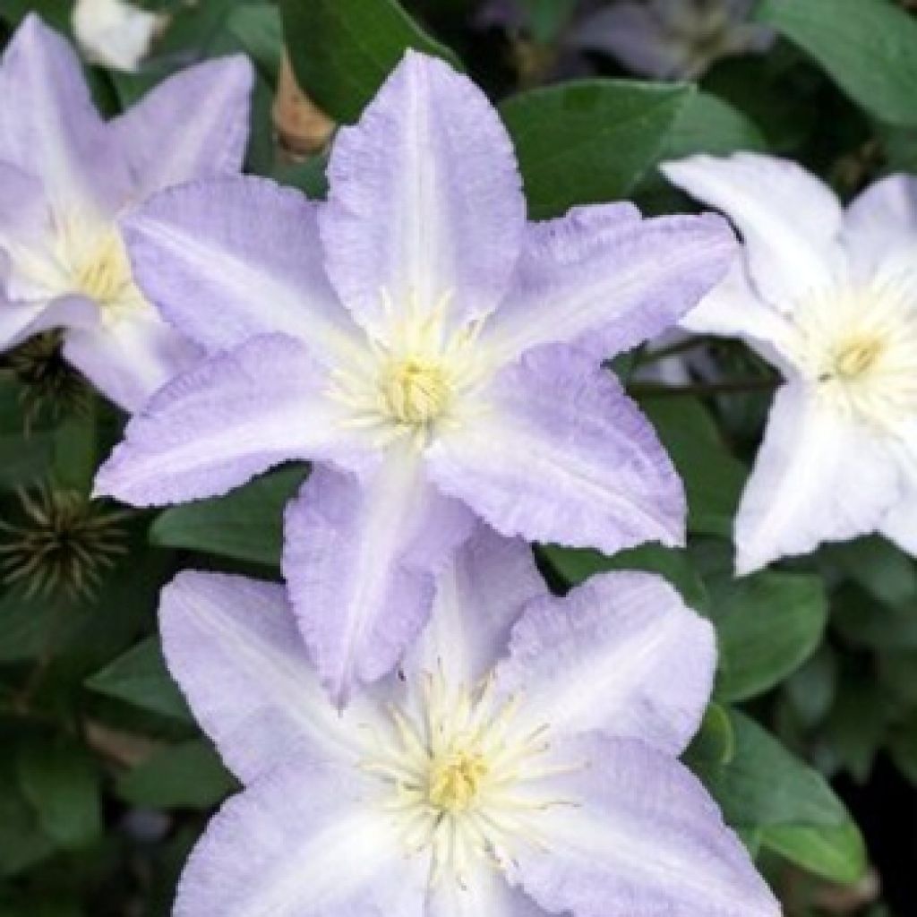 Clematis Spotlight