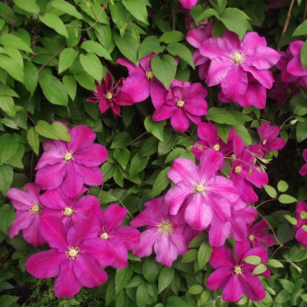 Clematis Sunset