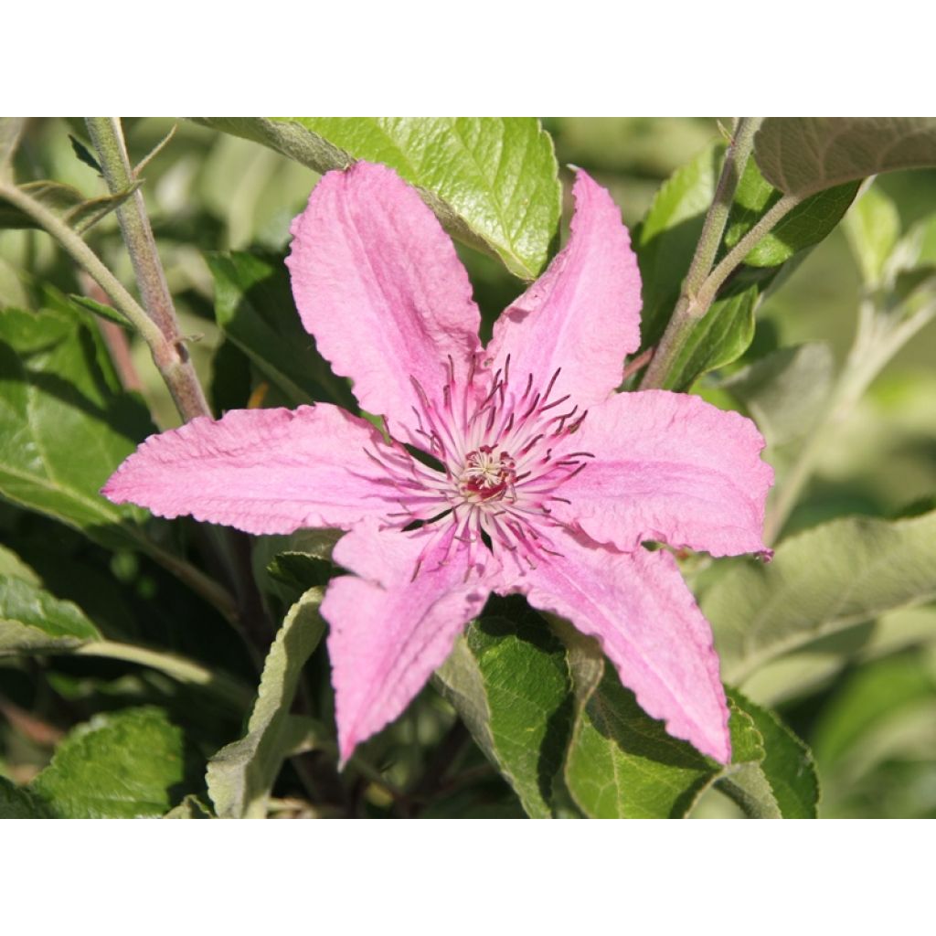 Clematis Hagley hybride