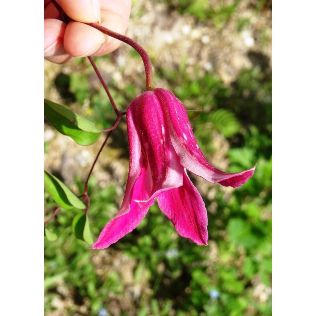 Clematis texensis Princess Diana - Flor de cuero escarlata