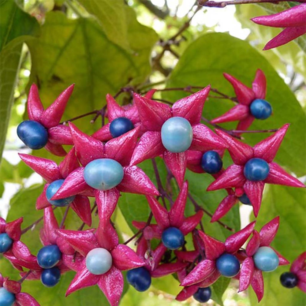 Clerodendrum trichotomum - Arbol del destino