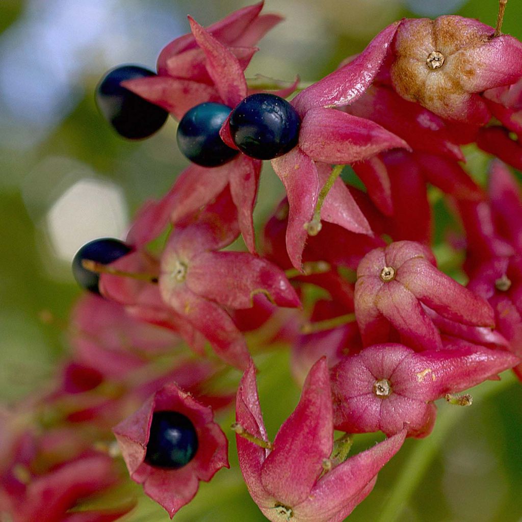 Clerodendrum trichotomum - Arbol del destino