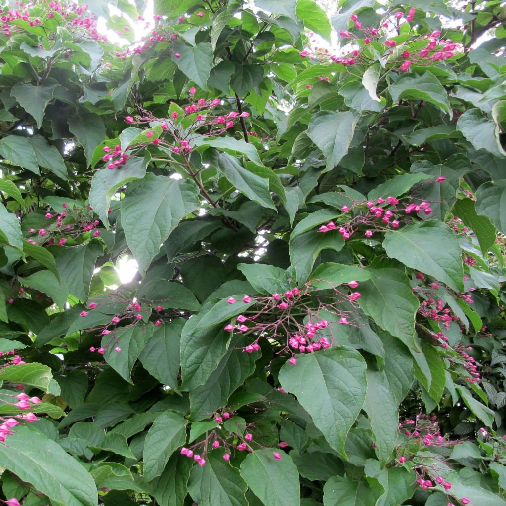 Clerodendrum trichotomum - Arbol del destino