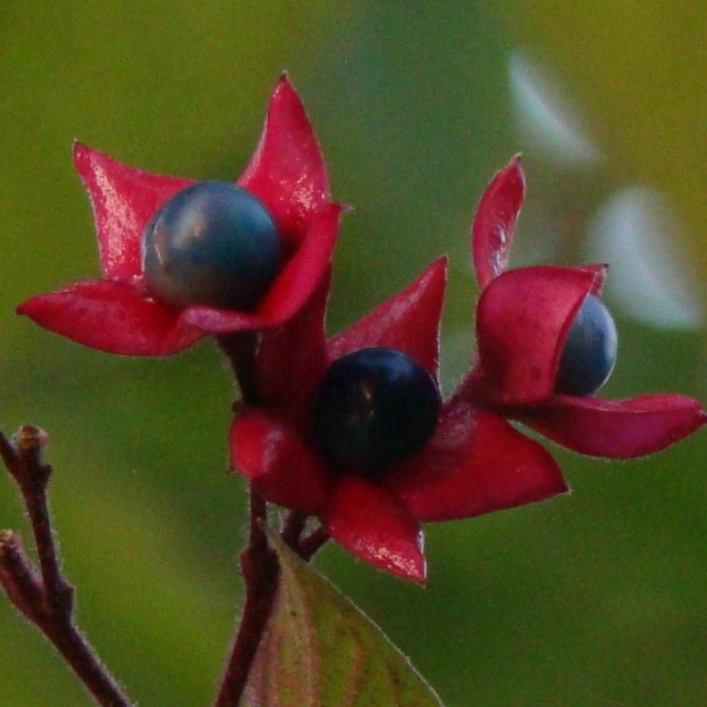 Clerodendrum trichotomum - Arbol del destino