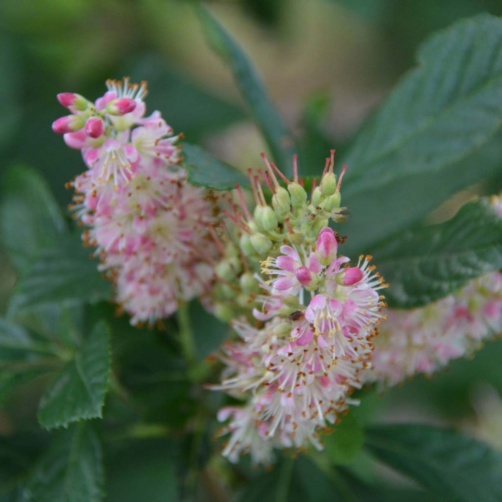 Clethra alnifolia Ruby Spice - Arbusto de la pimienta dulce