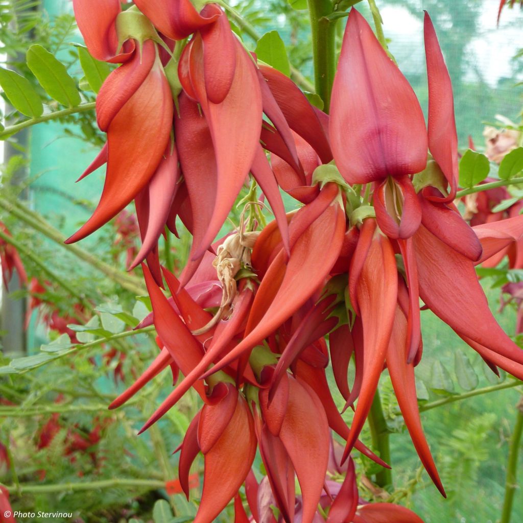 Clianthus puniceus Kaka King - Kakabeak