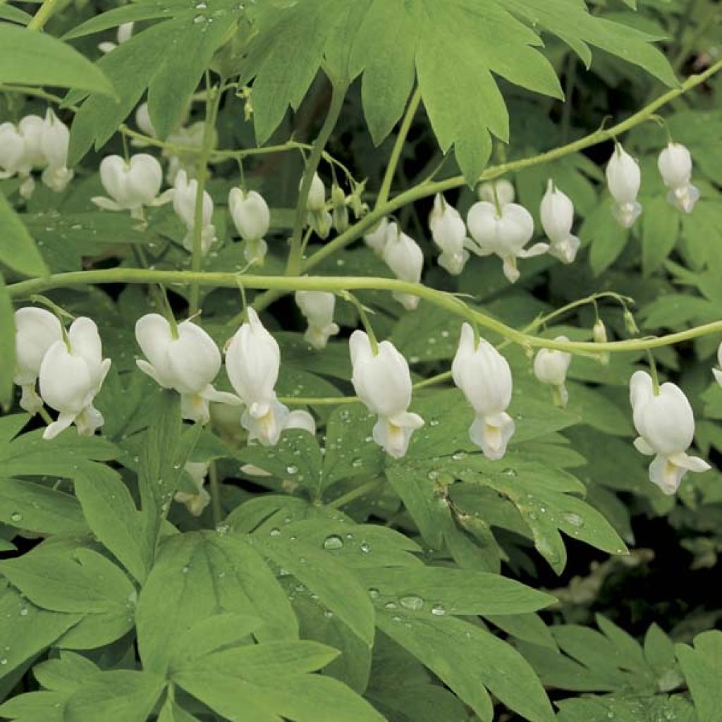 Coeur de Marie, Dicentra spectabilis Blanc