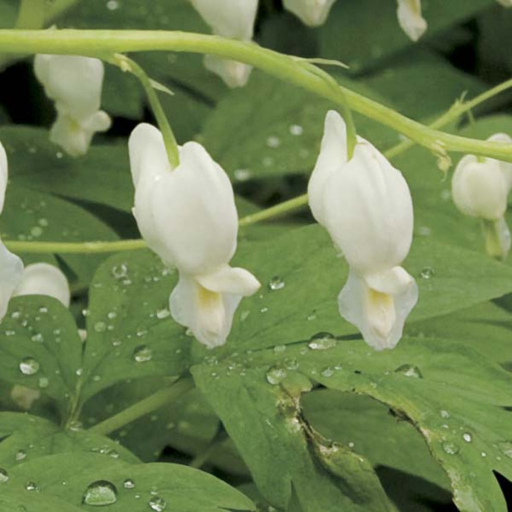 Coeur de Marie, Dicentra spectabilis Blanc