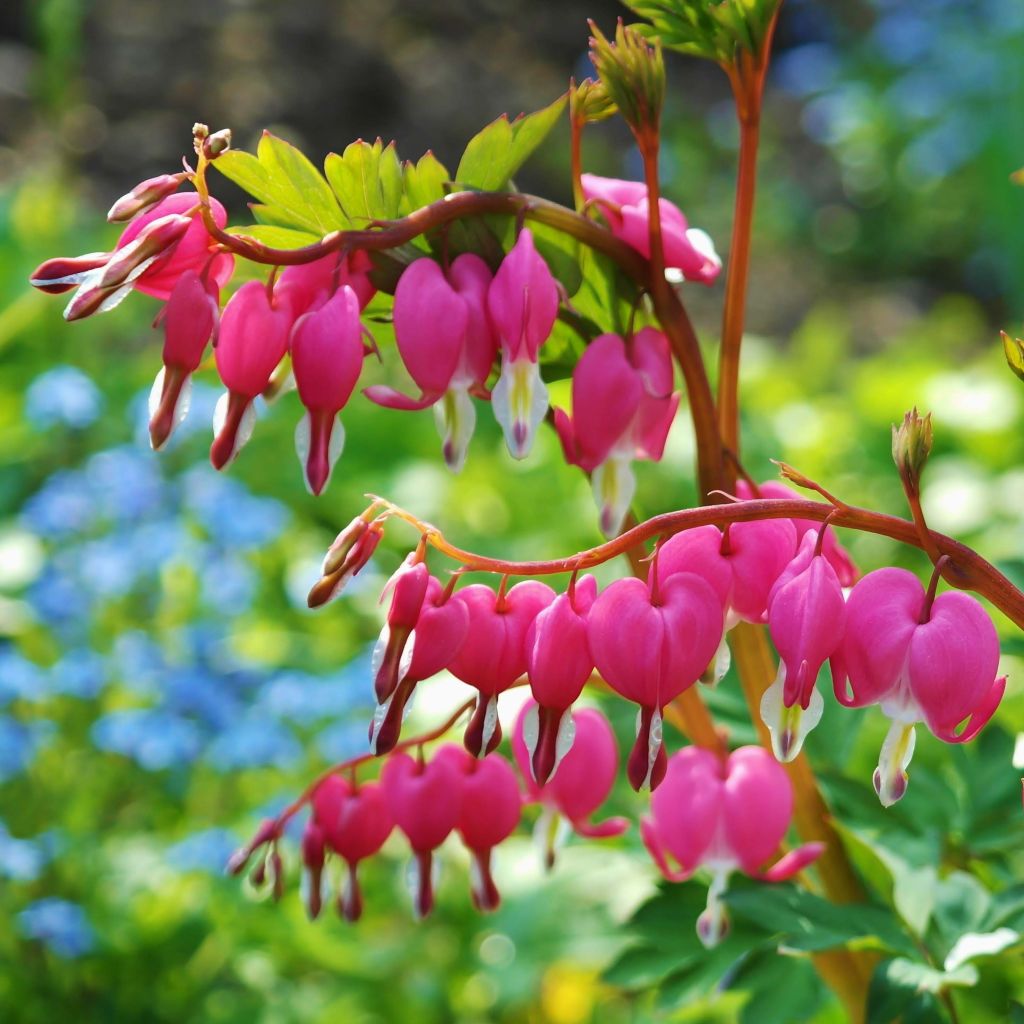 Dicentra spectabilis - Flores en el corazón