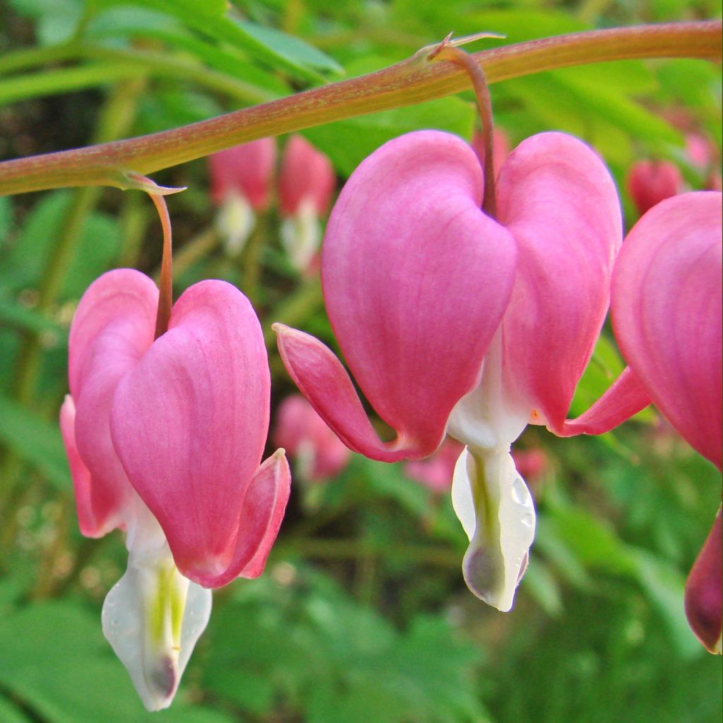 Dicentra spectabilis - Flores en el corazón