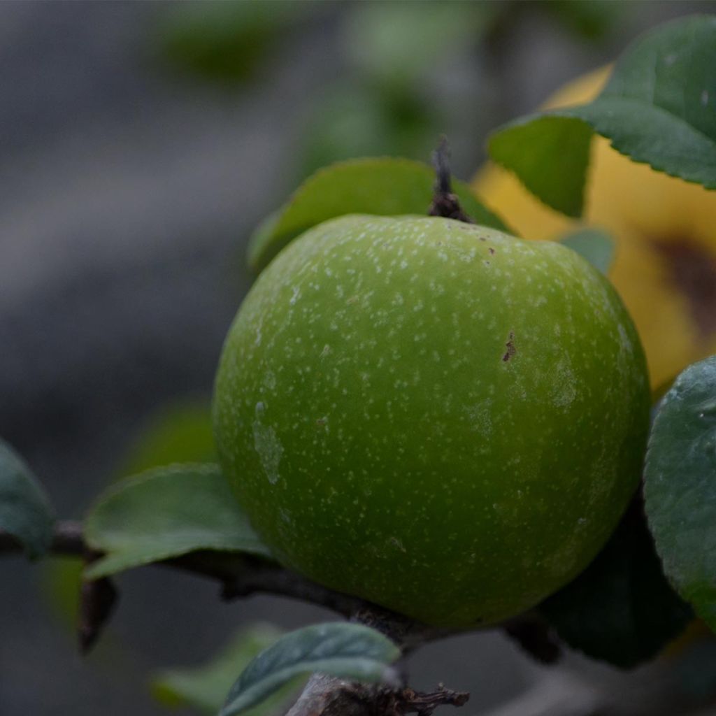 Cognassier du Japon Pink Lady - Chaenomeles superba 