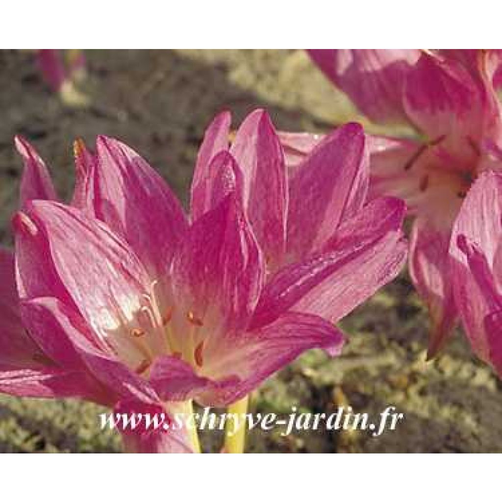 Colchicum Autumn Queen