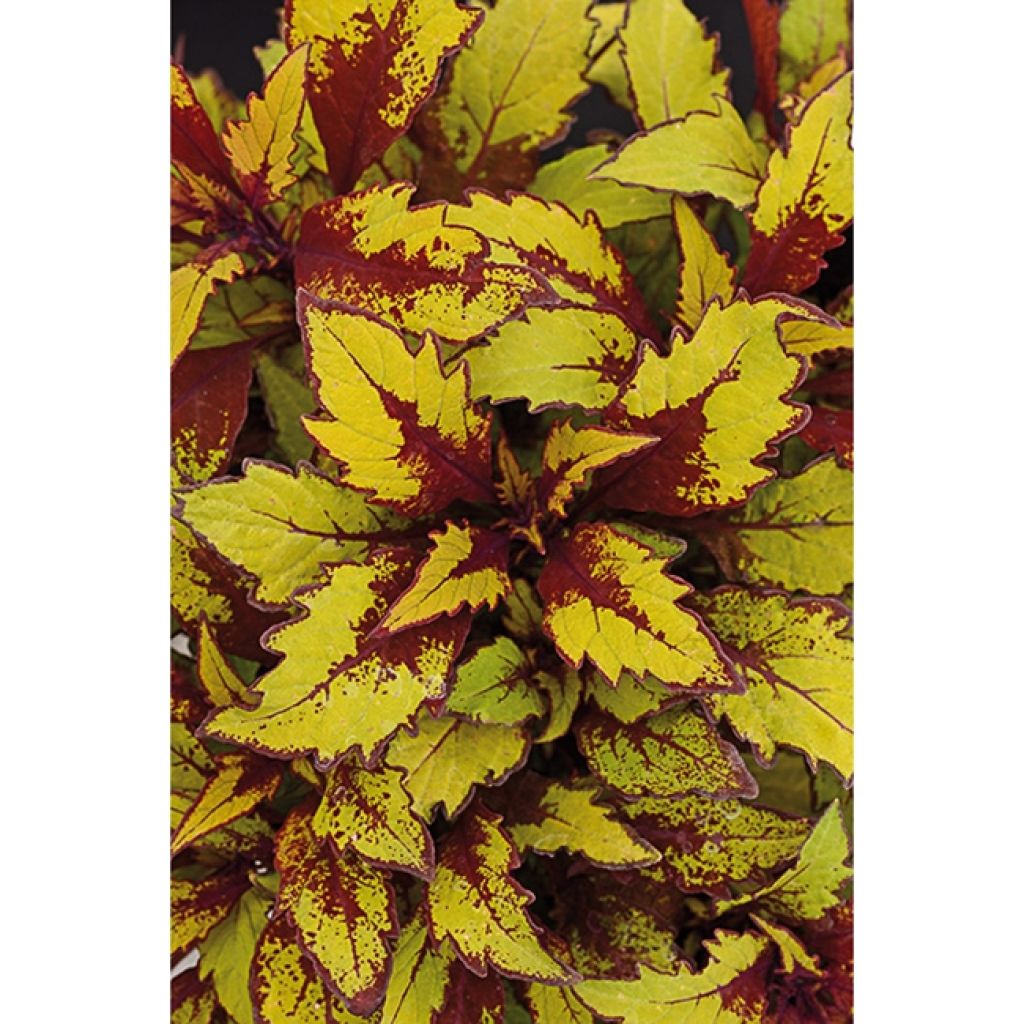 Coleus FlameThrower Spice Curry