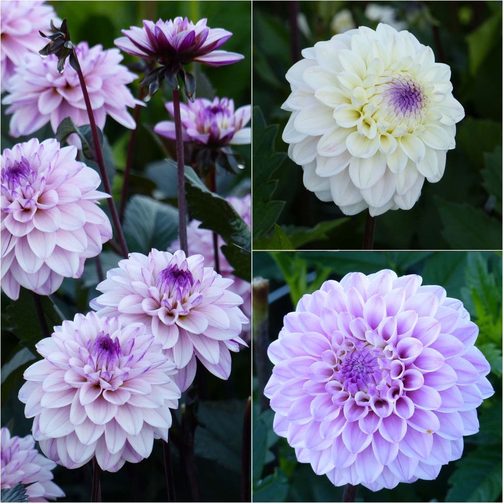 3 Dahlias Seniors - Colección