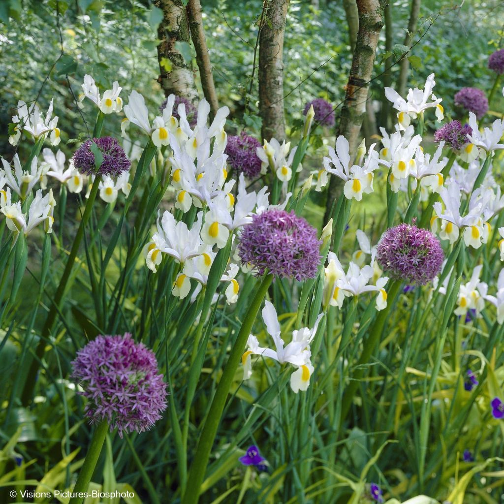 Colección Allium & Iris de Holanda