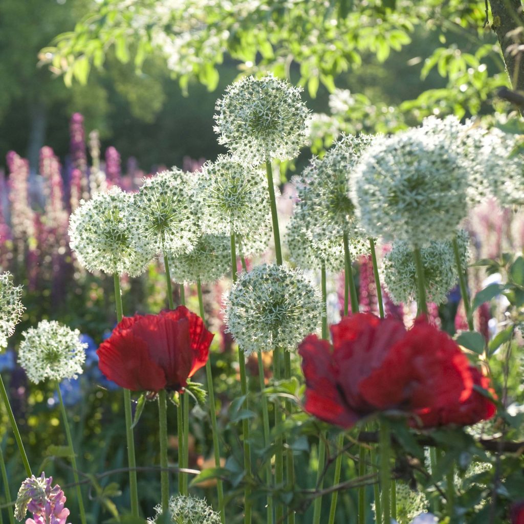 Colección de Allium & Amapola Oriental