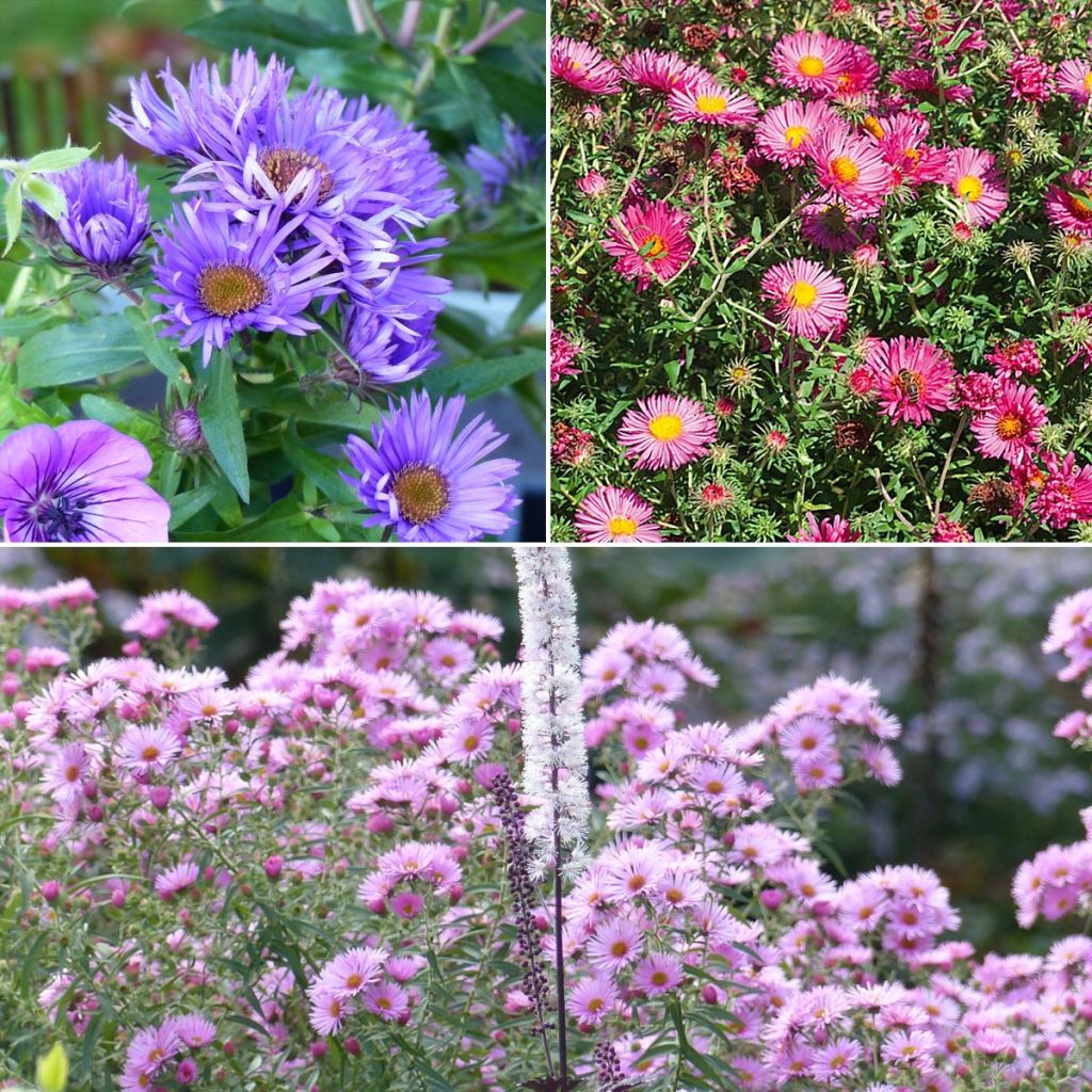 Conjunto de 3 asters novae-angliae - Grandes Asters de otoño