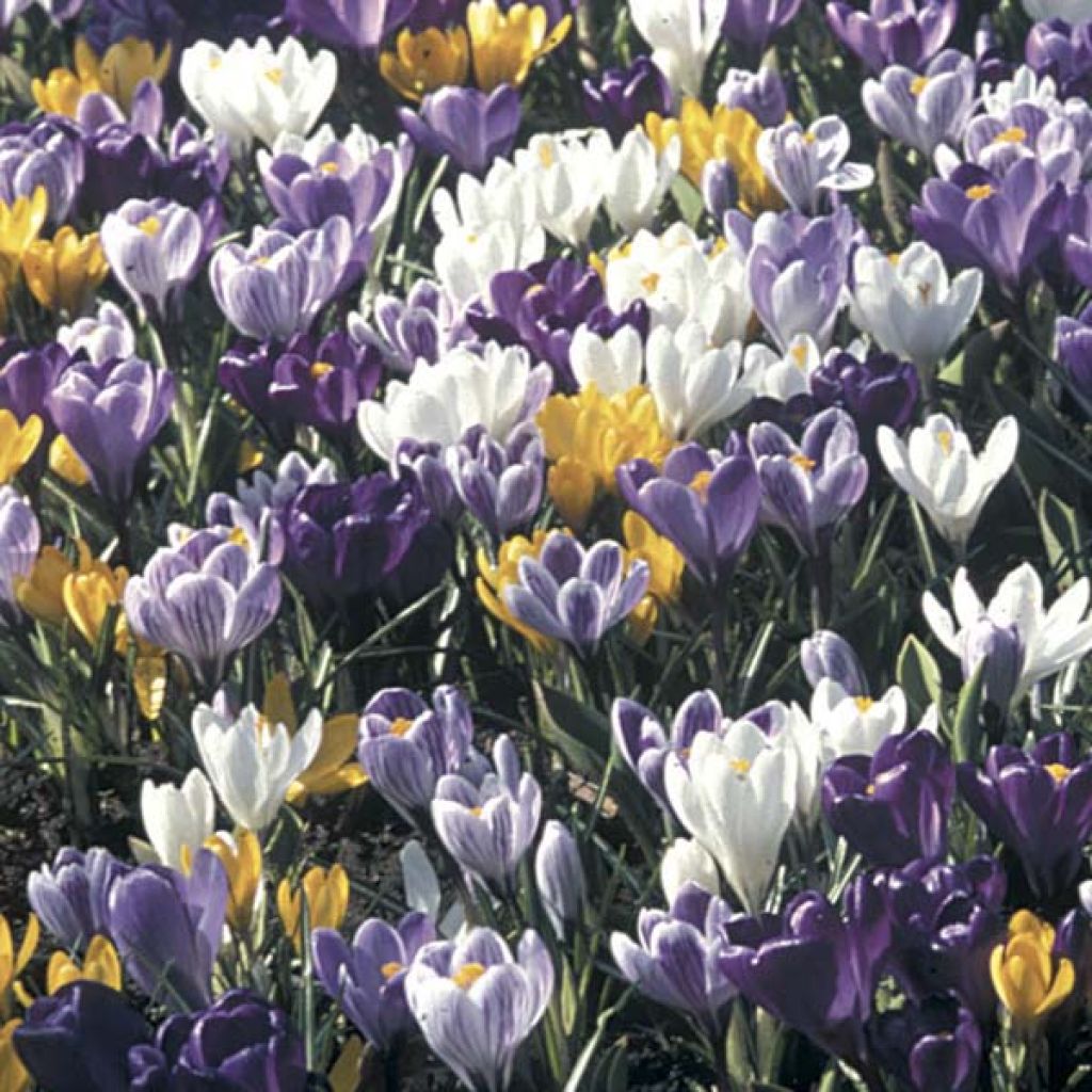 Collection 100 Crocus Grandes Fleurs Mammouth