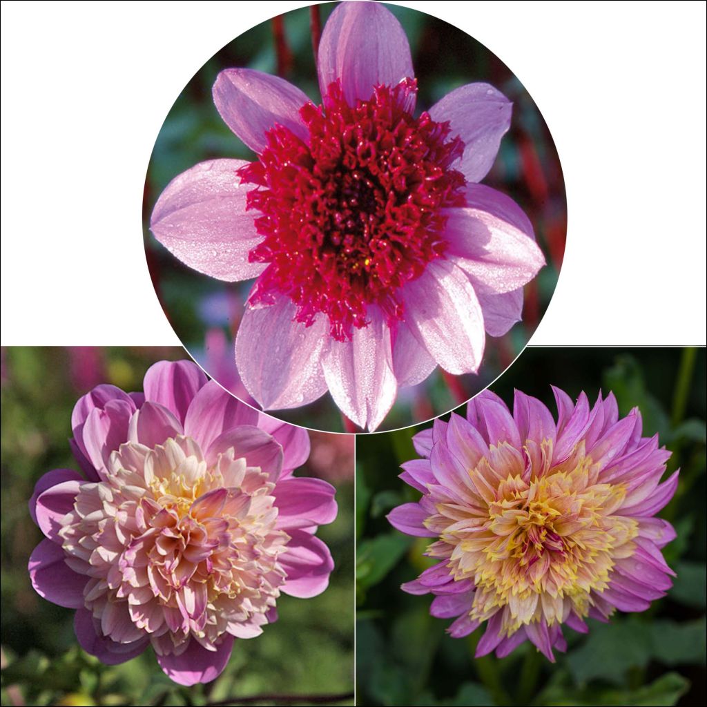 Anémonas de la colección de Dahlias