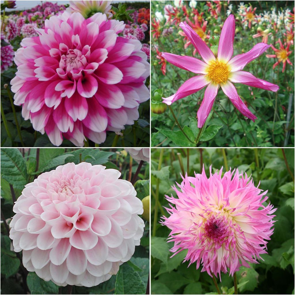 Col Dahlias Bohême