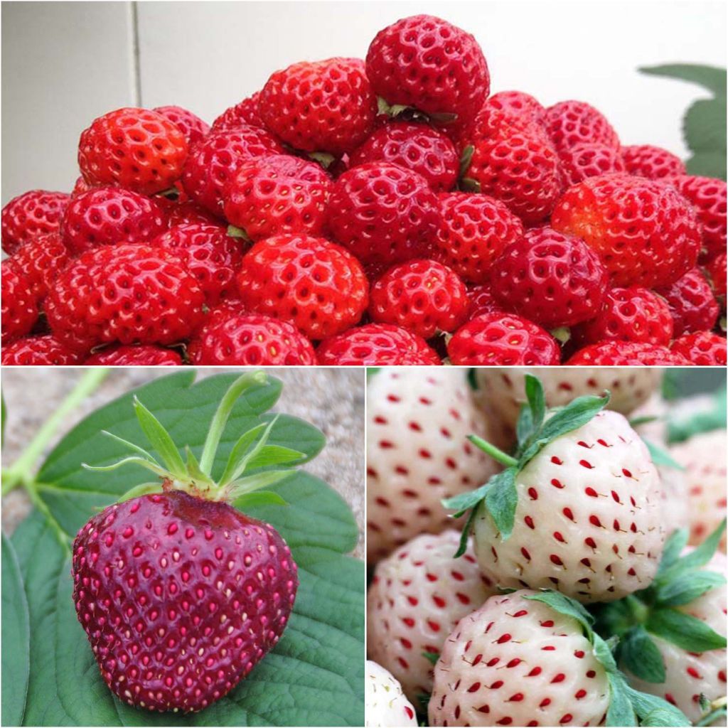 Conjunto de 3 fresas Framberry, Cherry Berry, Pineberry