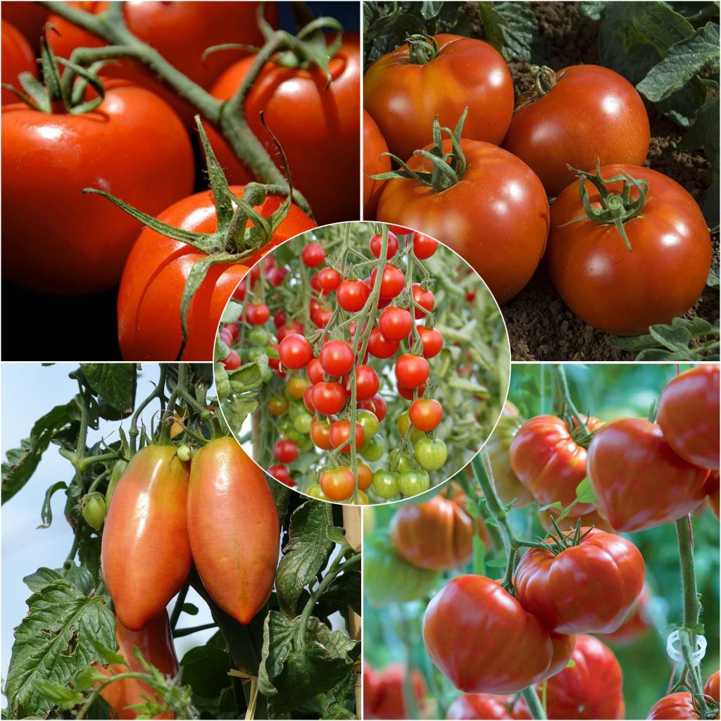 Conjunto de 5 tomates imprescindibles en plantas