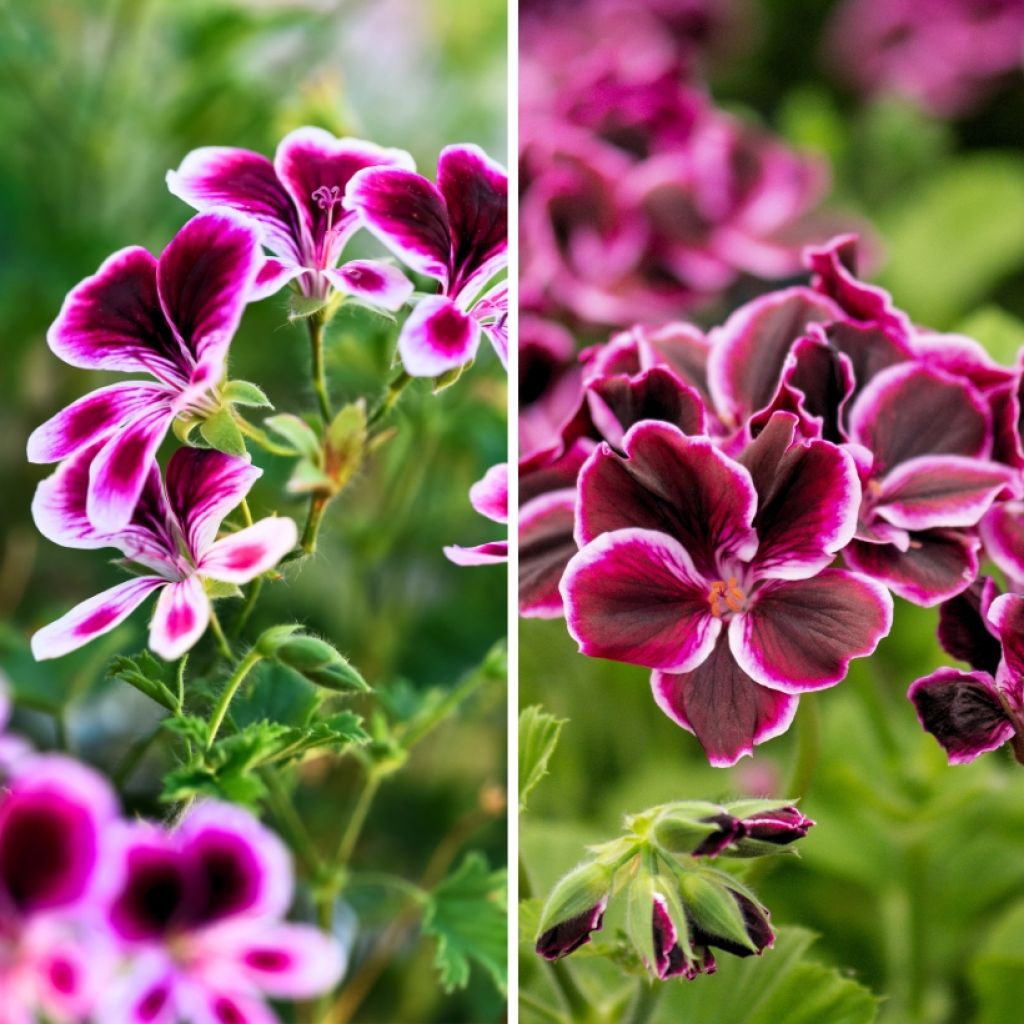 Col de geranios perfumados anti-mosquitos - Pelargonium odorante