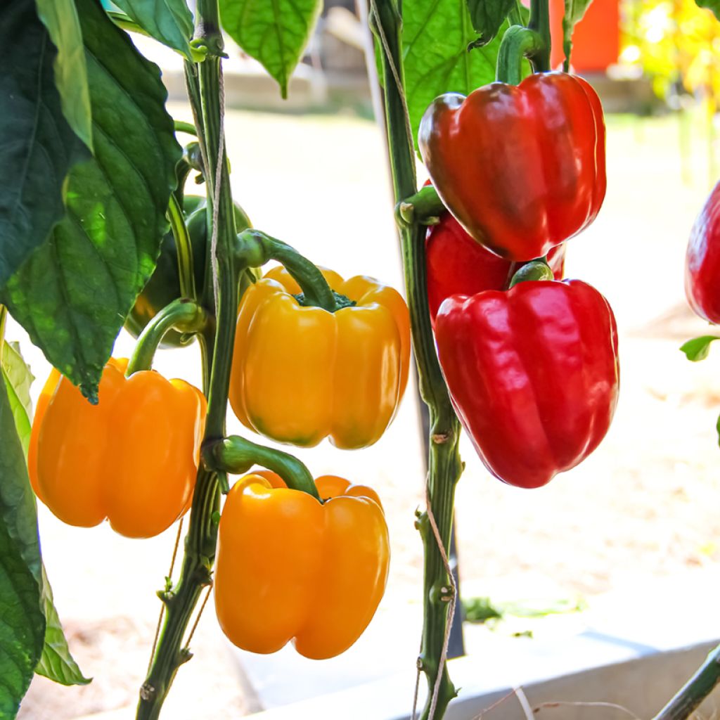 Conjunto dúo de 2 Pimientas rojas y amarillas en plantas INJERTADAS