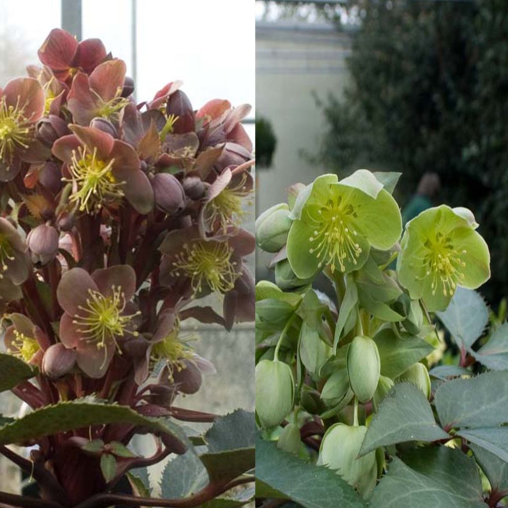 Colección de Helleborus Sternii