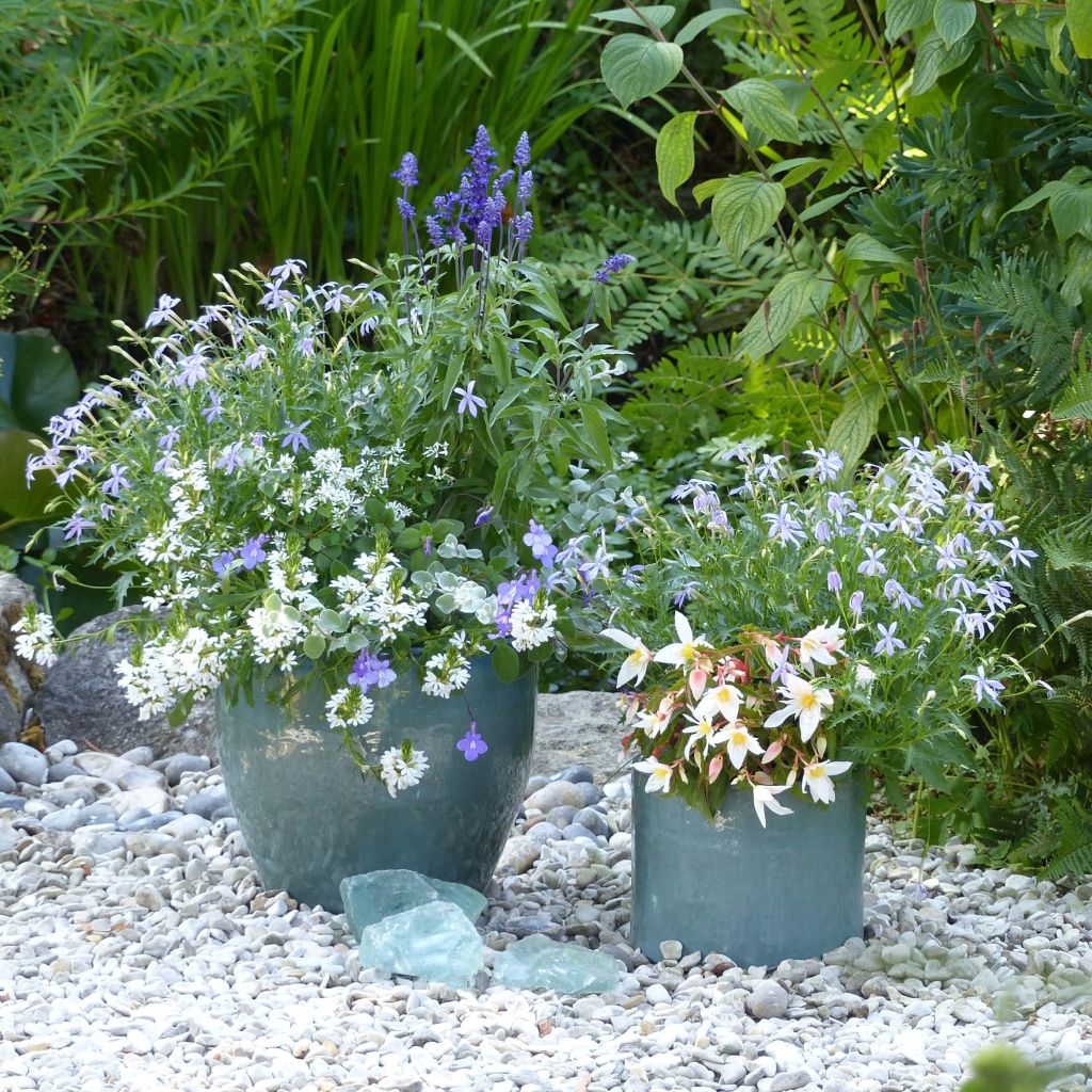 Conjunto de Jardinera Blanco-Azul - 5 plantas anuales con flores azules y blancas.