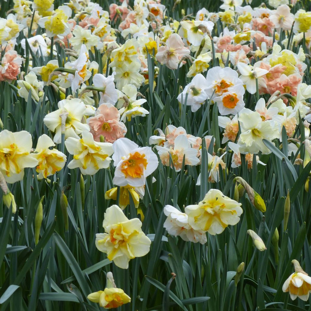 Colección Narcisos Mariposa