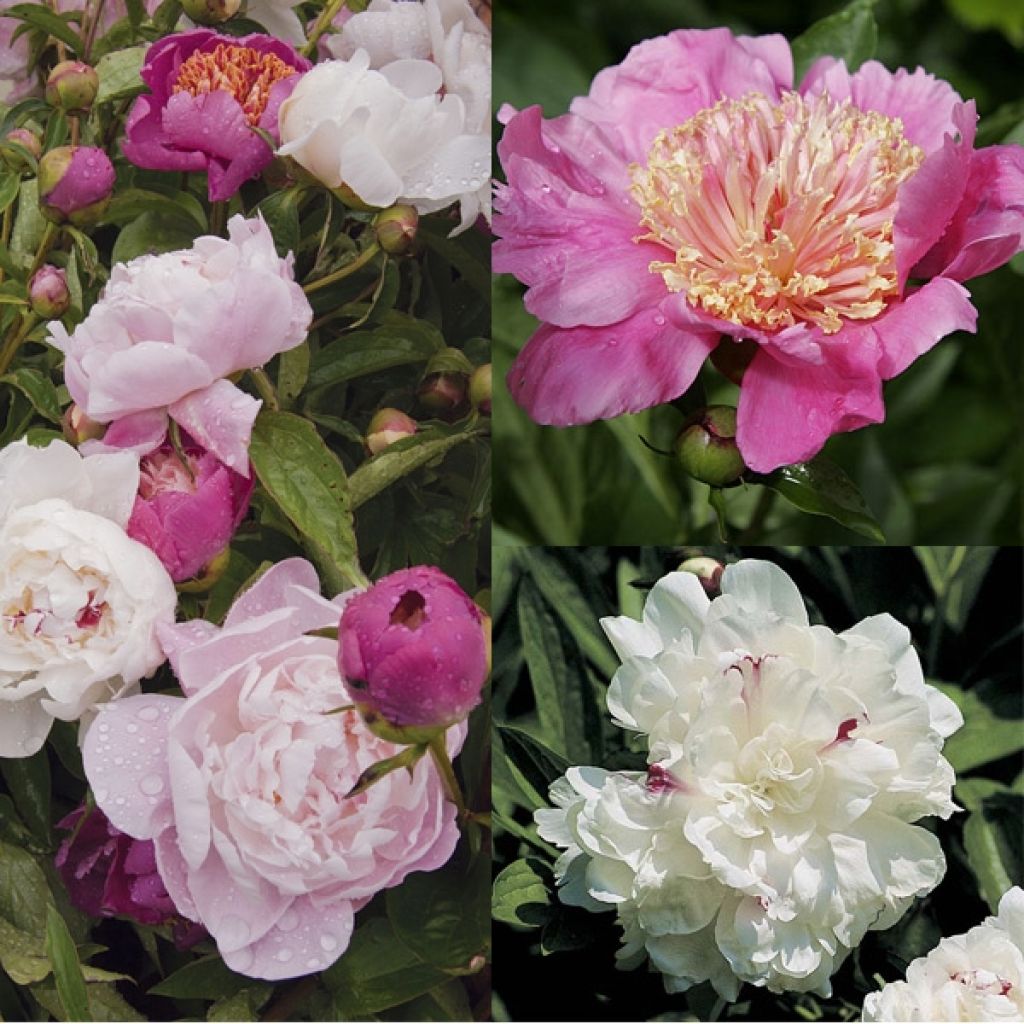 Collection 3 Pivoines Romantique