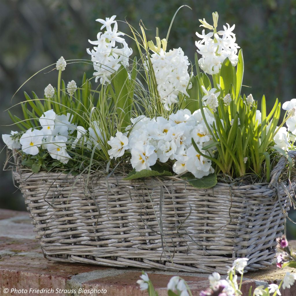 Primavera perfumada - Jardinera Blanca