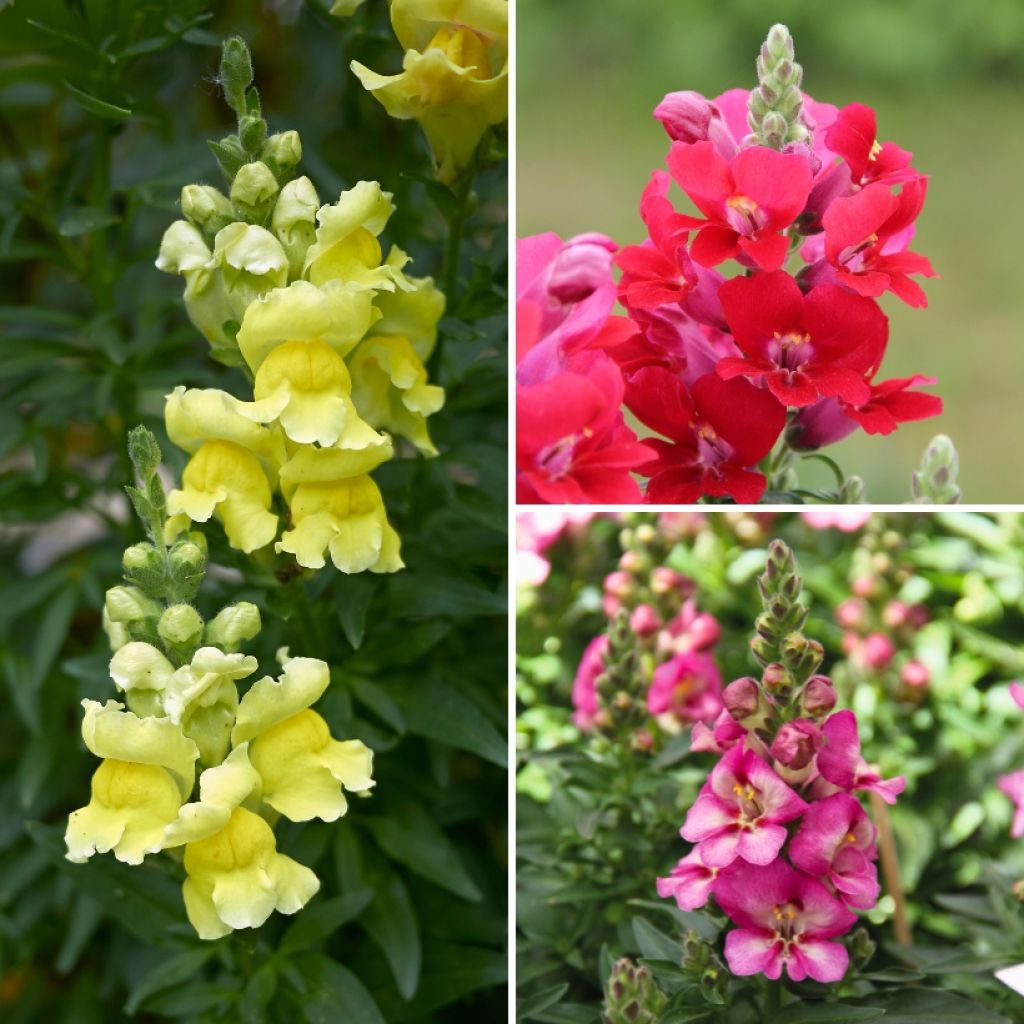 Colección de Boca de Dragón Antirrhinum