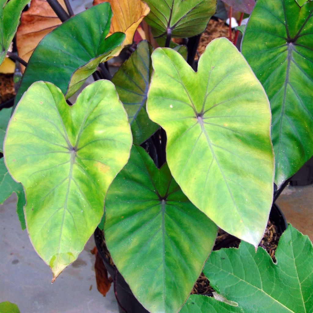 Colocasia esculenta Black Stem