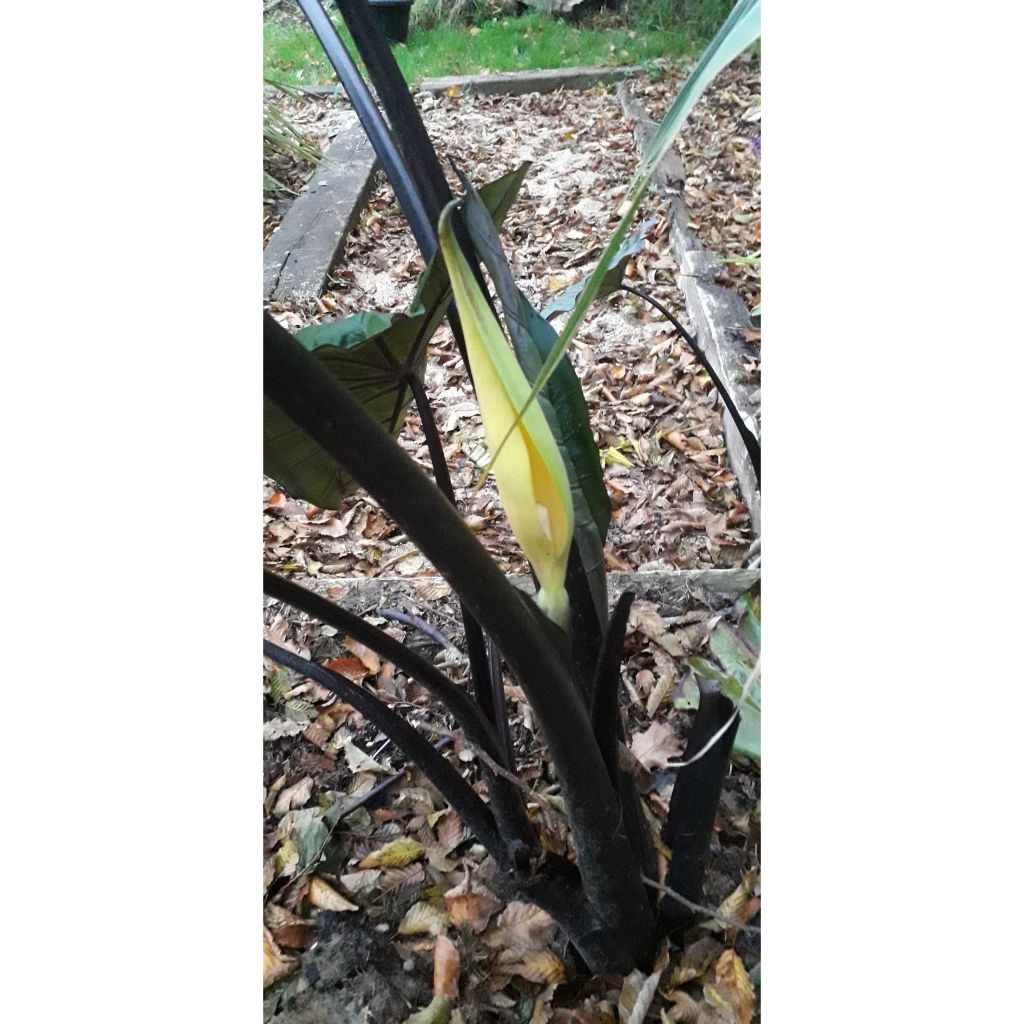 Colocasia esculenta Black Stem