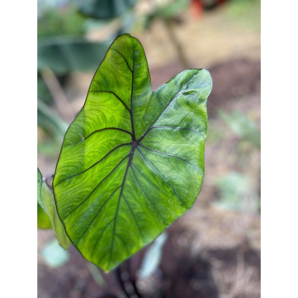 Colocasia esculenta Black Stem