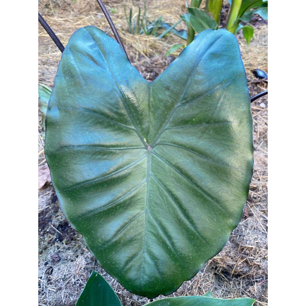 Colocasia esculenta Black Stem