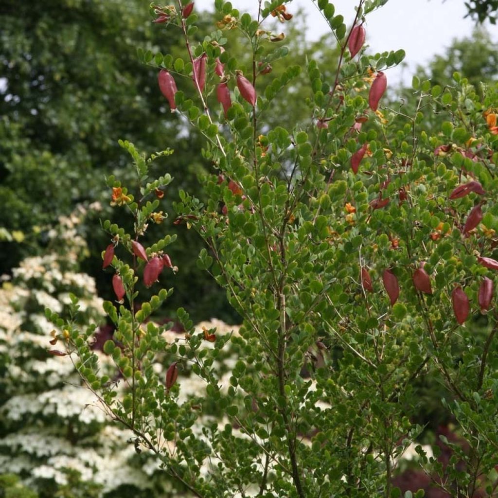 Colutea arborescens - Espantalobos