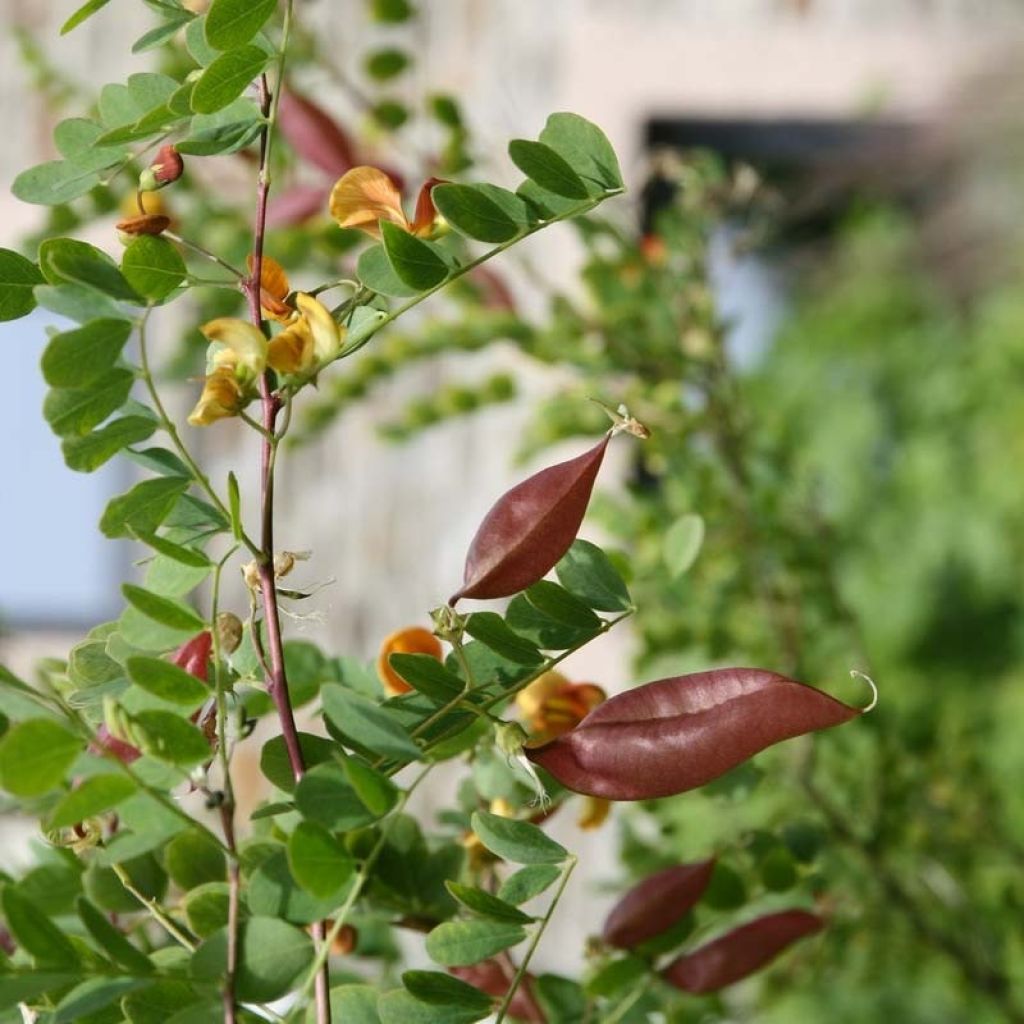 Colutea arborescens - Espantalobos