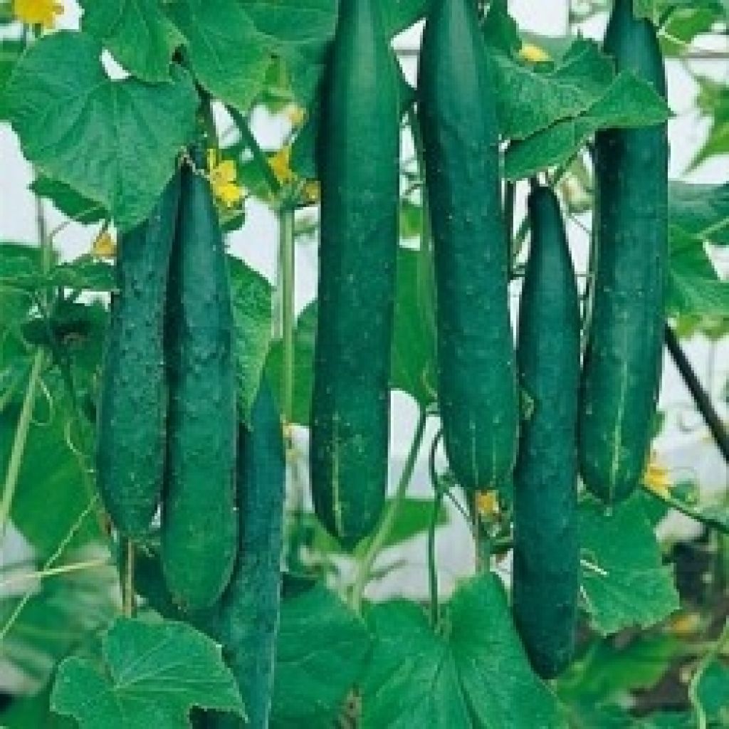 Pepino Bella (planta interjada)