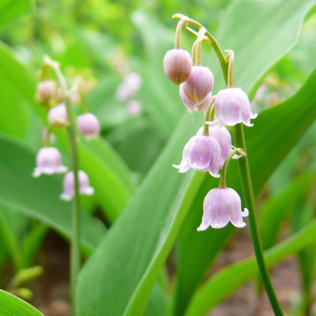 Convallaria majalis Rosea - Lirio de los valles