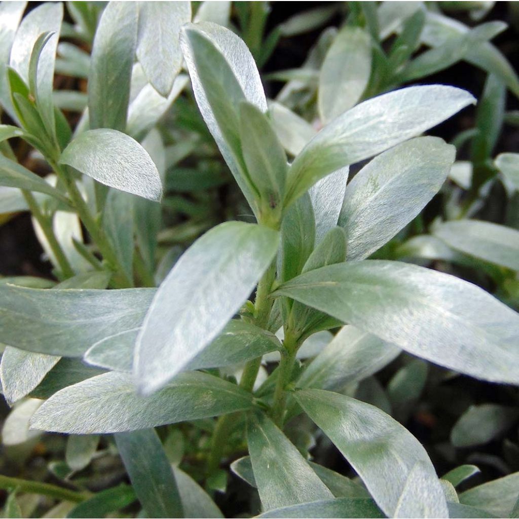 Convolvulus cneorum - Campanilla plateada