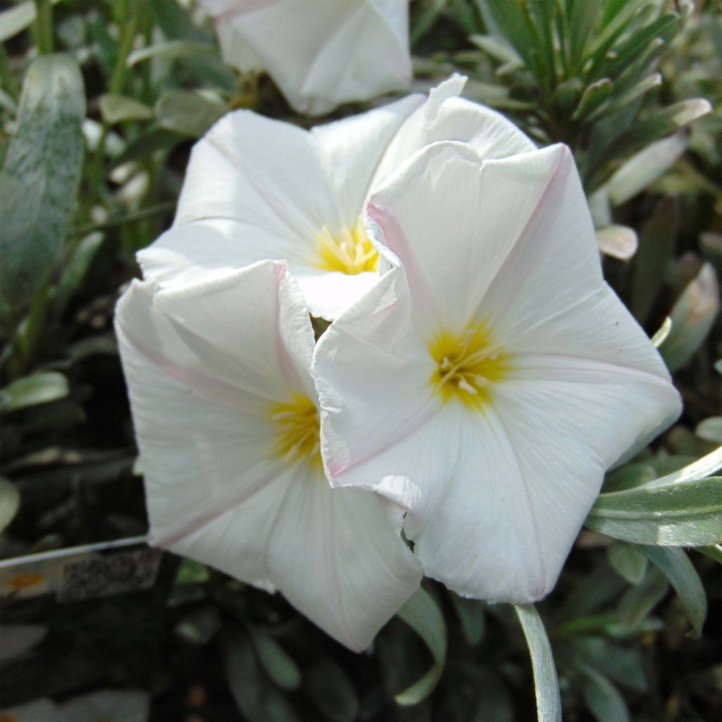 Convolvulus cneorum - Campanilla plateada