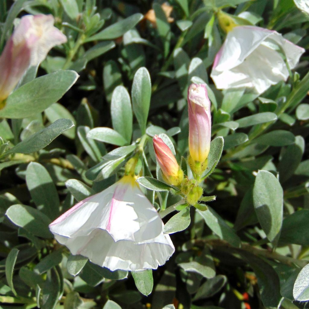 Convolvulus cneorum - Campanilla plateada