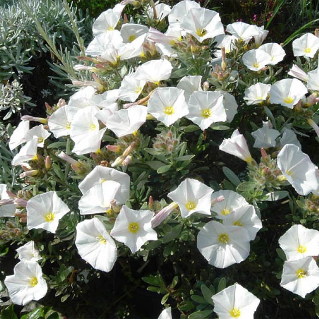 Convolvulus cneorum - Campanilla plateada