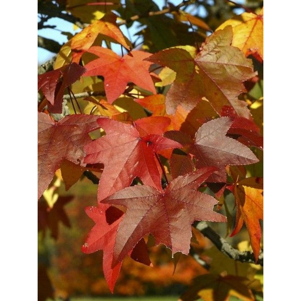 Liquidambar styraciflua Palo Alto