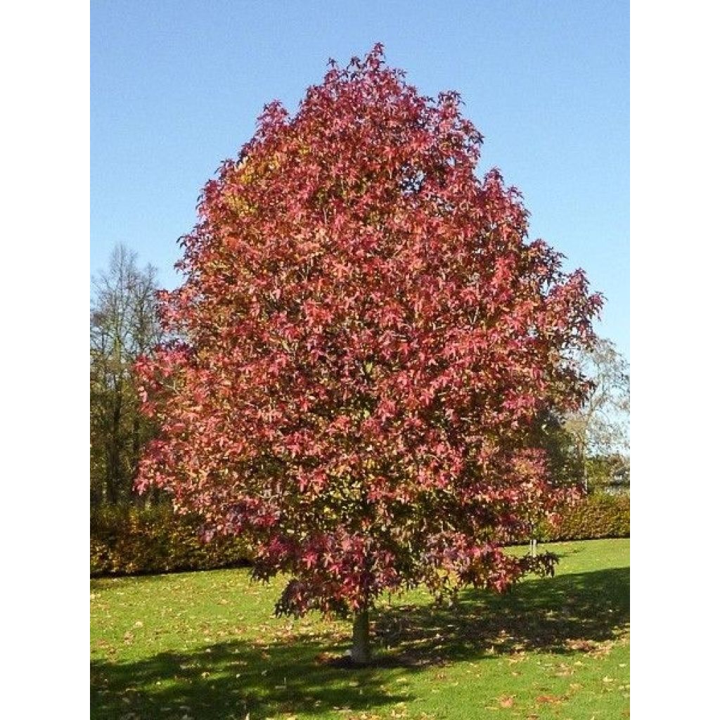 Liquidambar styraciflua Palo Alto