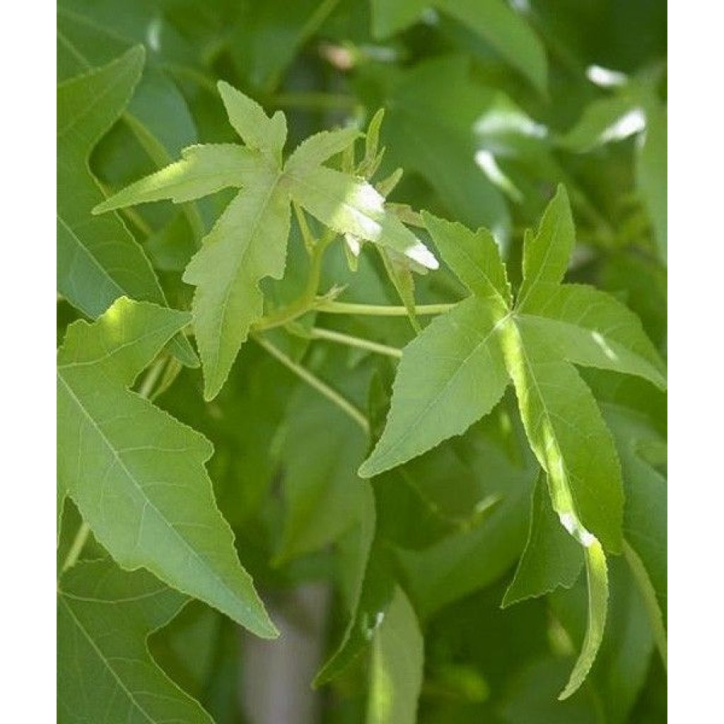 Liquidambar styraciflua Palo Alto